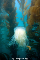 Drifter in the Forest. A jelly drifts through the kelp fo... by Douglas Klug 